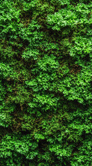 Fototapeta premium Top view of lush green moss forming a rich, natural background texture. Symbolizes life, growth, and nature’s softness—perfect for organic design, eco themes, or botanical visual elements.