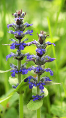 Ajuga reptans grows and blooms in herbs