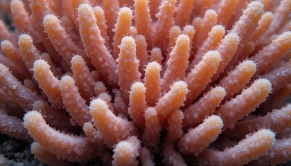 Fototapeta premium Stunning Close-Up of Coral Polyp Texture: A Breathtaking Underwater World
