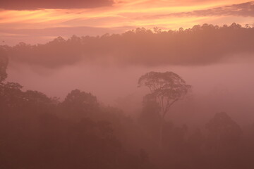 Sea of fog at Hala Bala wildlife sanctuary , considered to be one of the richest forests of...