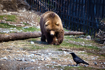 Grizzly bear and bird at zoo