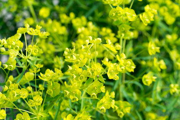 Obraz premium cypres spurge flowers closeup selective focus