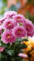 Obraz premium Close-Up of Vibrant Pink Chrysanthemum Flowers Blooming in Garden