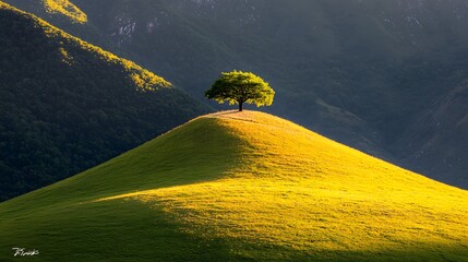 Single Tree on a Golden Hillside Against Mountain Background