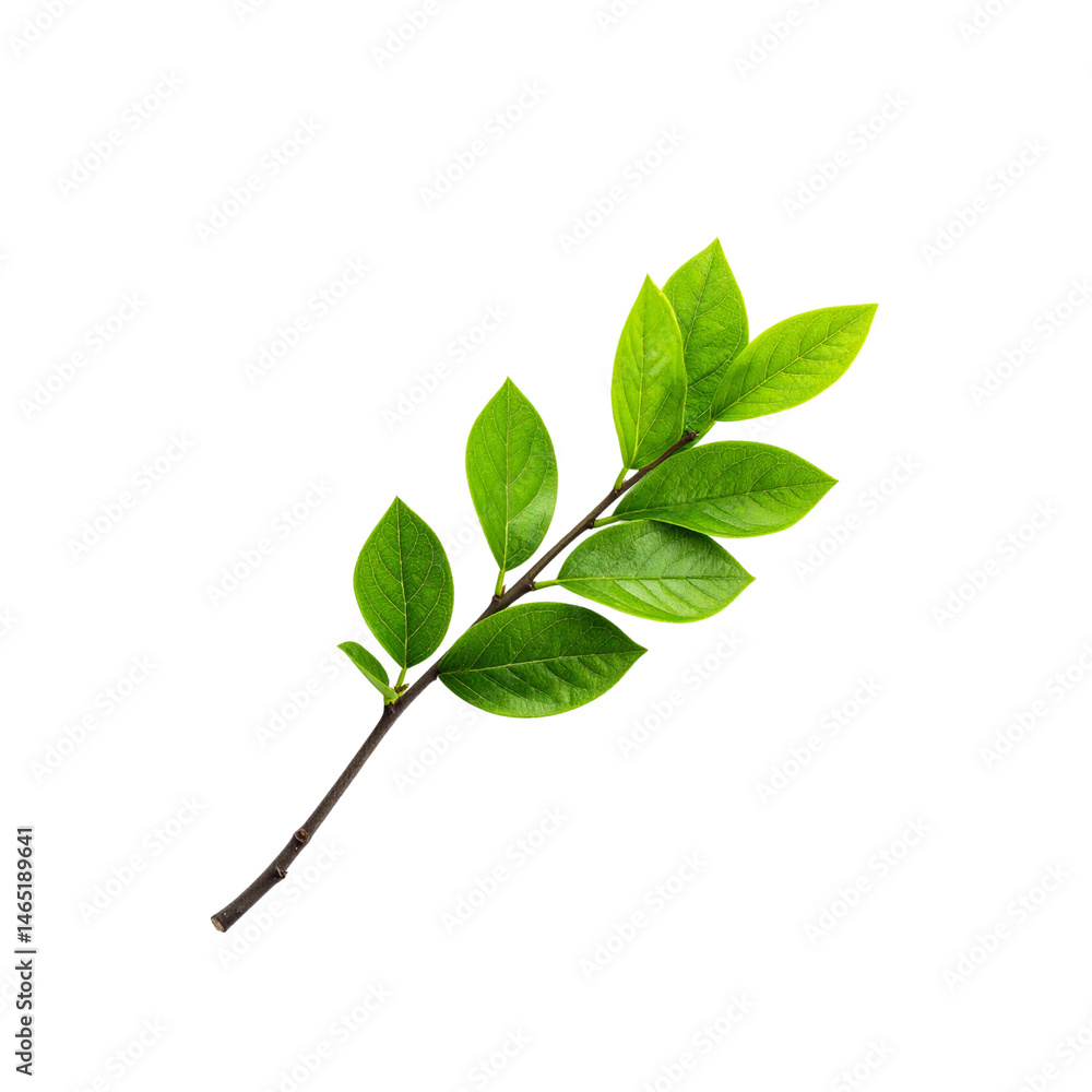Poster isolated green leaves branch stock photo for botanical and nature concepts use on transparent backgr