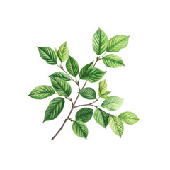 Fototapeta premium Stock image of green leaves on branch botanical illustration nature design art on transparent background