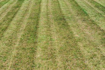 Background of green grass lawn on a summer day.