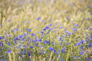 Close-up of blue cornflowers wildflowers. Natural background in the meadow.