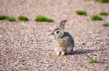 Wild rabbit soaked bunny looking alert in wild prairie Wyoming after rain