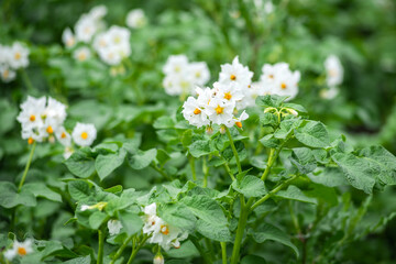 Close-up of white blooming potato flowers. Background of green bushes.