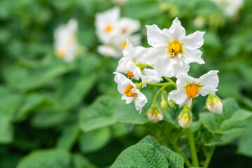 Close-up of white blooming potato flowers. Background of green bushes.