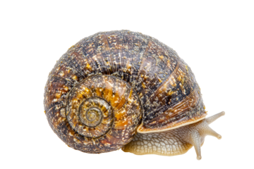 Snail isolated on transparent background.