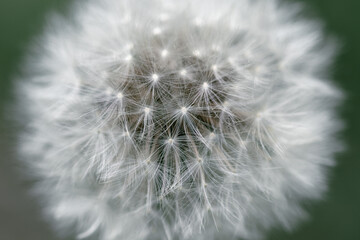 Obraz premium Head of white fluffy dandelion close-up