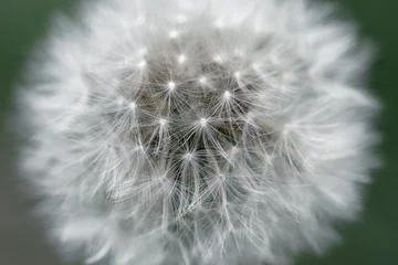 Fototapete Head of white fluffy dandelion close-up © Klochkov