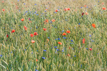 Fototapeta premium Background of a field of plants flowers on a summer meadow outdoors in the countryside.