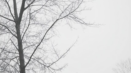 Fototapeta premium Bare winter branches against a light gray sky.