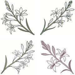 A tuberose flower icon with elongated, waxy petals and a fragrant look.