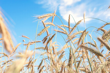 Close-up Background of ripening ears of wheat golden field. Beautiful nature. Rural landscapes under shining sunlight. Rich harvest concept.