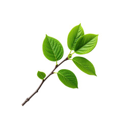 Fototapeta premium Isolated green leaves branch on black background for nature photography art on transparent background