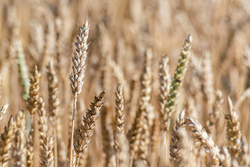 Close-up, background of wheat ears on a field in the countryside.