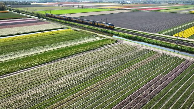 Double-decker train glides through colorful mosaic of blooming tulip fields in spring with canals through the flat polder landscape.