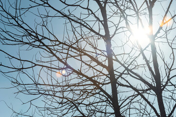 Close-up, sunset tree with a ray of sunshine background.