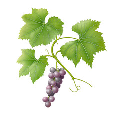 grape leaf, grape vine