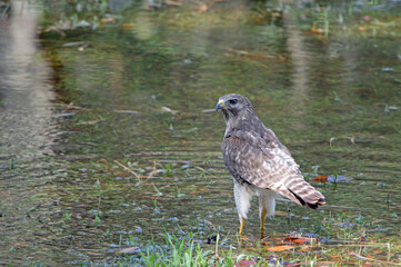 The left side of a red-tailed hawk, looking over its shoulder while standing in a rain-filled retention pond in central Florida. 