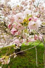 Cherry blossom trees in the spring