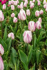 White and purple tulips