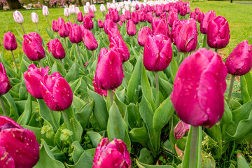 Tulips growing in a field