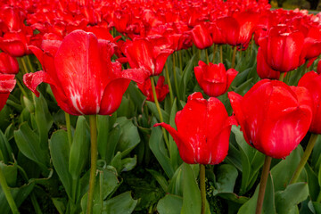 Tulips growing in a field