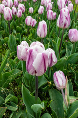 Tulips growing in a field