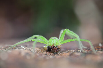 Green huntsman Micrommata virescens