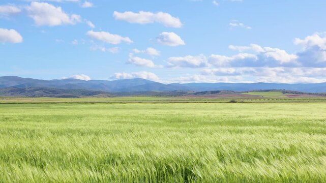 Llanura verde primaveral con campo de trigo y cielo azul. El Hijate, Almer&iacute;a. 