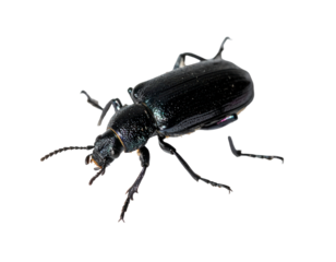 Black Iridescent Beetle on Transparent Background