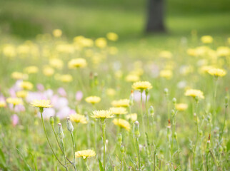 Field of Texas Dandelions and Common Evening Primrose Photographed with a Shallow Depth of Field