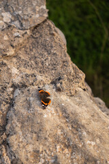 Butterfly on stone 