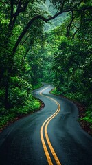 Winding road through lush rainforest after rain