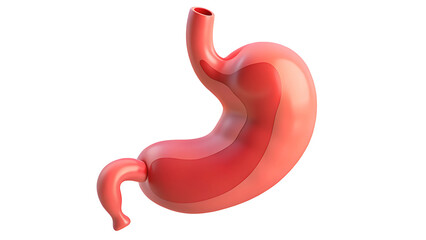 Stomach Organ 3D Icon Representing Human Digestive System Biology Anatomy and Health Function