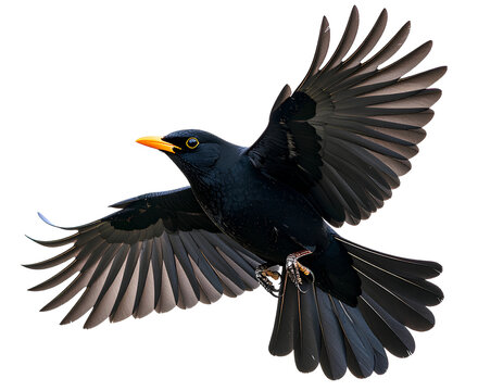  A flying blackbird, transparent background  PNG