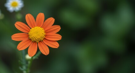 Vibrant Zinnia Elegance: A captivating closeup of an orange flower blossom