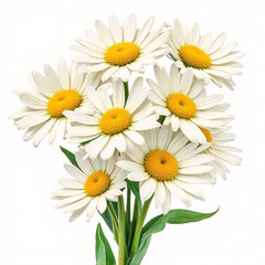 Fototapeta premium A colorful watercolor painting of a bouquet of daisies