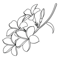 Obraz premium plumeria flowers in continuous line art drawing .eps