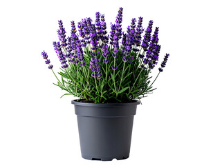 Fototapeta premium A potted lavender plant with a dark gray plastic pot, transparent background PNG