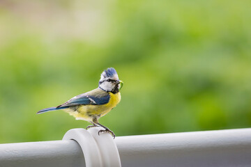 Eurasian Blue Tit (cyanisies caeruleus) with caterpillar in its beak for its chicks. Biodiversity concept in the city. Bird on my balcony.
