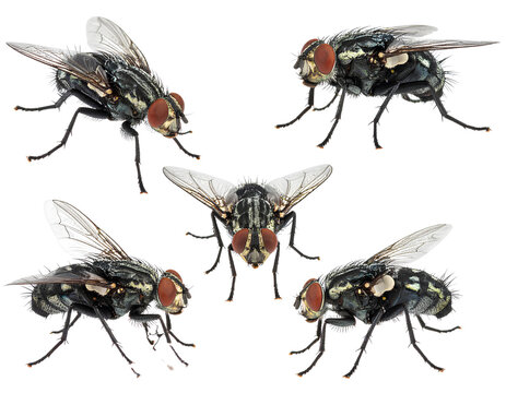  Photorealistic set of flies isolated on transparent background PNG