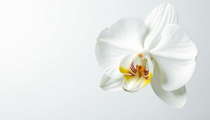 Delicate white orchid blossom against pure white backdrop, orchid flower, elegant flower