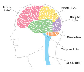 Anatomy of the Human Brain: Major Lobes Highlighted in Distinct Colors