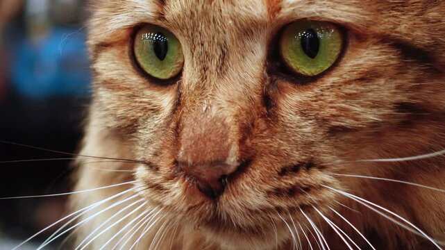Kurilian Bobtail green eyes cat close up portrait: close-up video of cat eyes winner of the most beautiful cat contest
